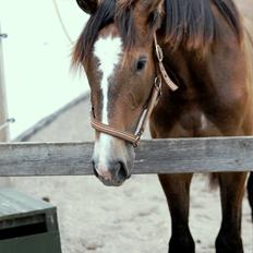 Hannoveraner Leverano