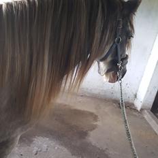 Irish Cob moonlight