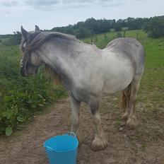 Irish Cob moonlight