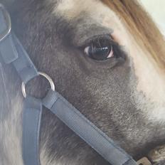 Irish Cob moonlight