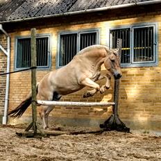 Fjordhest Golden horse konstatin [Min Lånehest]