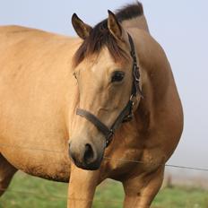 Welsh Partbred (Sec F) Aastrupgaards nyx