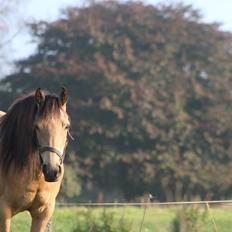 Welsh Partbred (Sec F) Aastrupgaards nyx