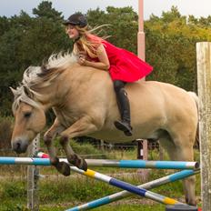 Fjordhest Kastanielystens Spunk