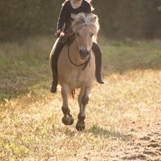 Fjordhest Kastanielystens Spunk