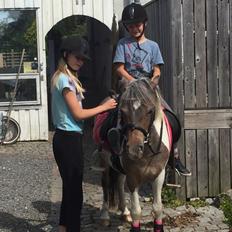 Anden særlig race Pixi