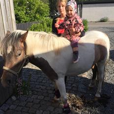 Anden særlig race Pixi