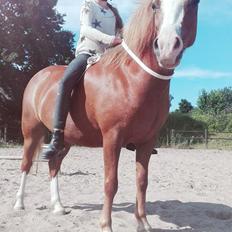 Welsh Mountain (sec A) Fakla Perle