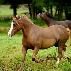 Welsh Mountain (sec A) Fakla Perle