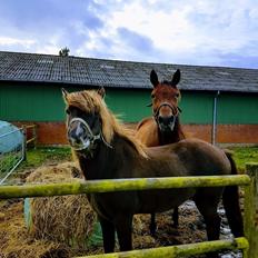 Traver Majestic Eastwind