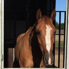 DSP Nørlunds Denver