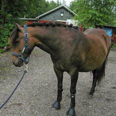 Anden særlig race June