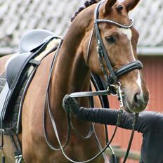 Dansk Varmblod MP's Diamond