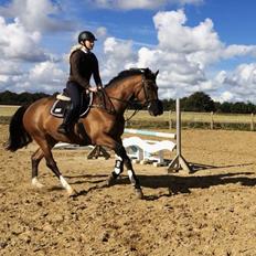 Dansk Varmblod Hot casey p