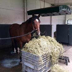 Dansk Varmblod Hot casey p