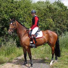 Dansk Varmblod Hot casey p