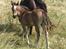 Welsh Partbred (Sec F) Penny