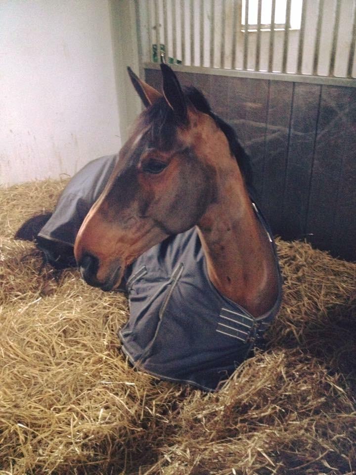 Dansk Varmblod Sky Ebony *Udlånt* billede 8