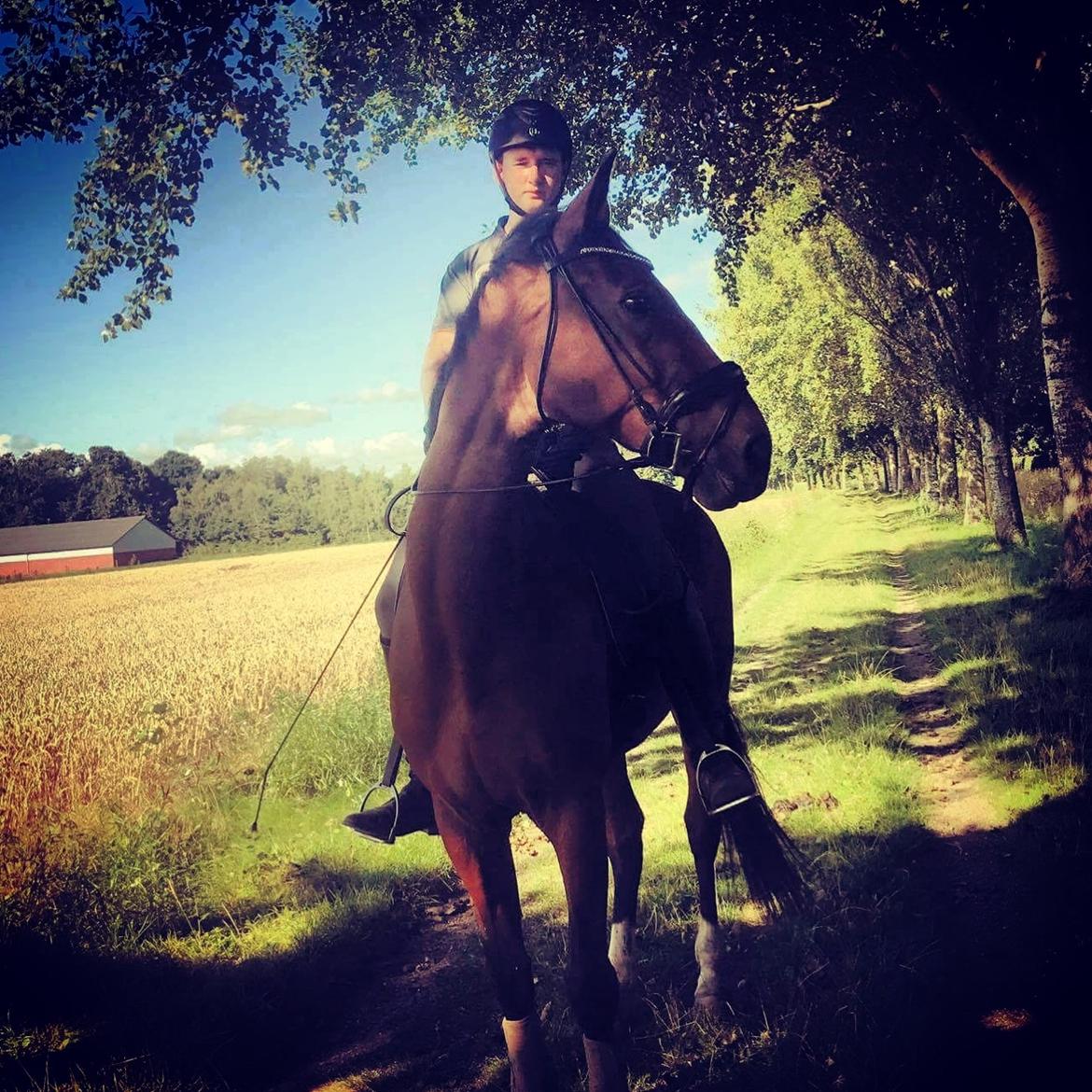 Dansk Varmblod Sky Ebony *Udlånt* billede 9