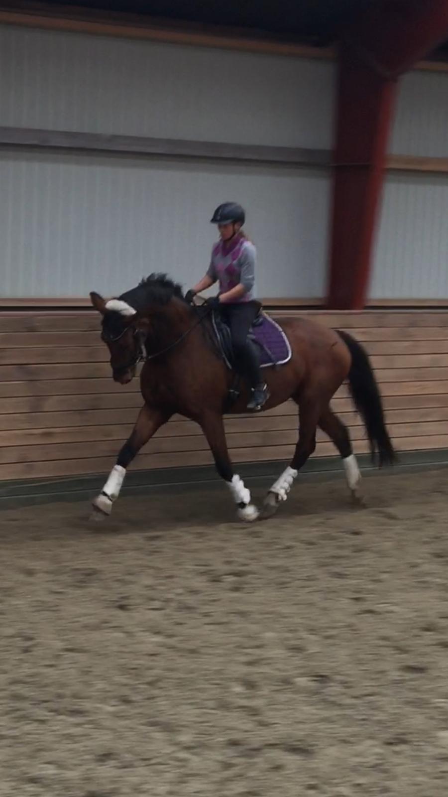 Dansk Varmblod Sky Ebony *Udlånt* billede 13