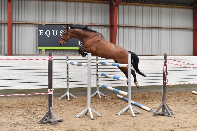 Dansk Varmblod Sky Ebony *Udlånt* billede 12