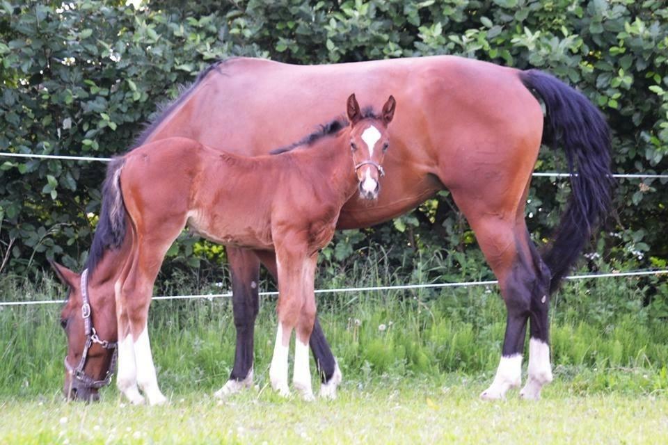 Dansk Varmblod Sky Ebony *Udlånt* billede 15