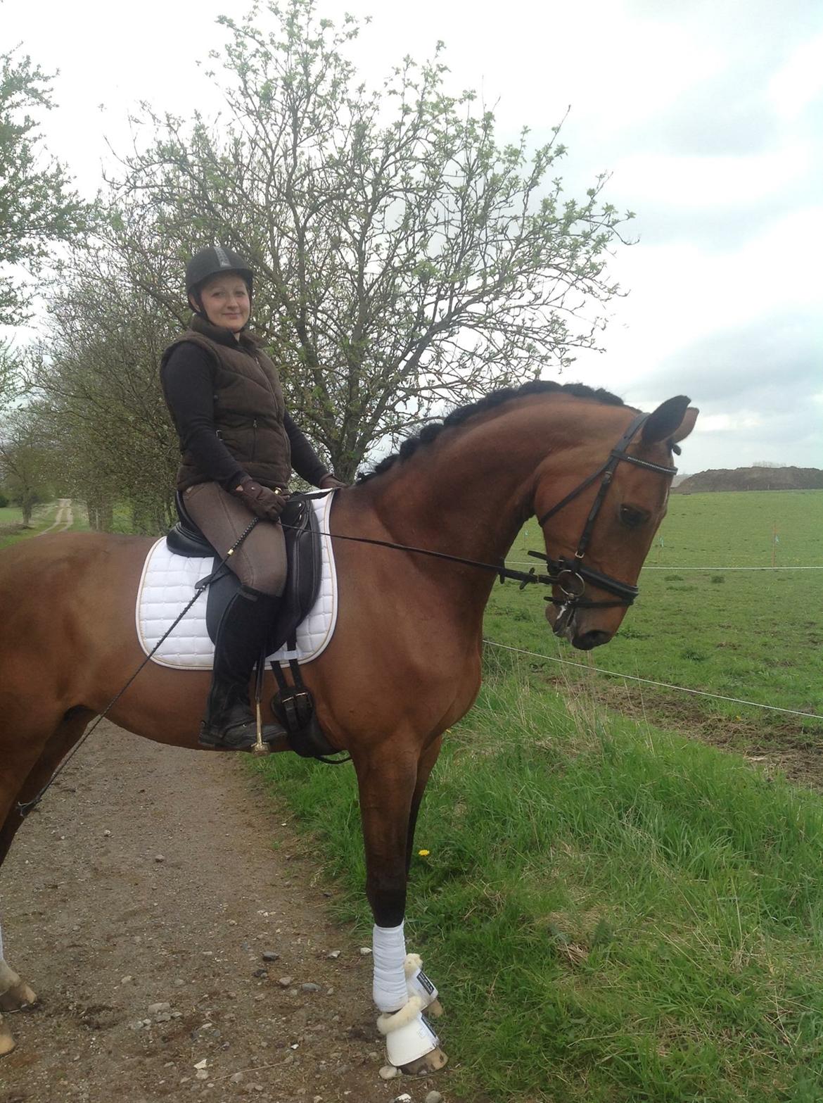 Dansk Varmblod Sky Ebony *Udlånt* billede 16