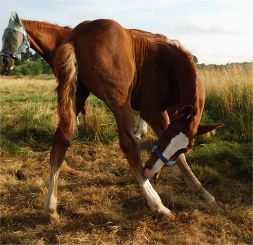 Frederiksborg Vivaldi´s £ billede 14