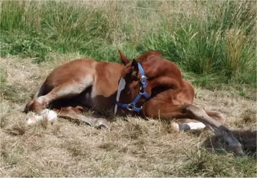 Frederiksborg Vivaldi´s £ billede 15