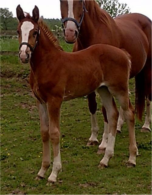 Frederiksborg Vivaldi´s £ billede 16