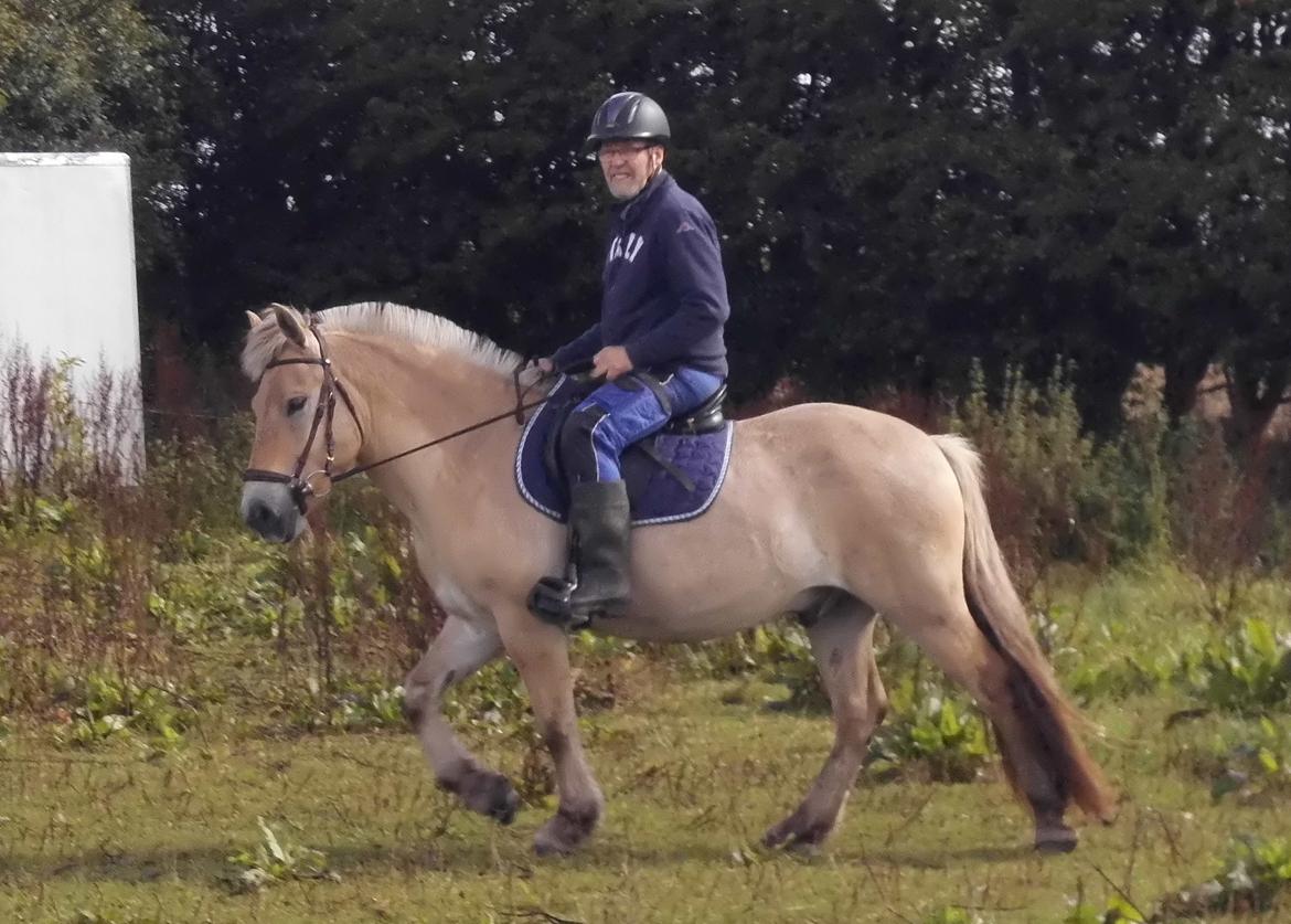 Fjordhest Søndervangs sofus billede 7