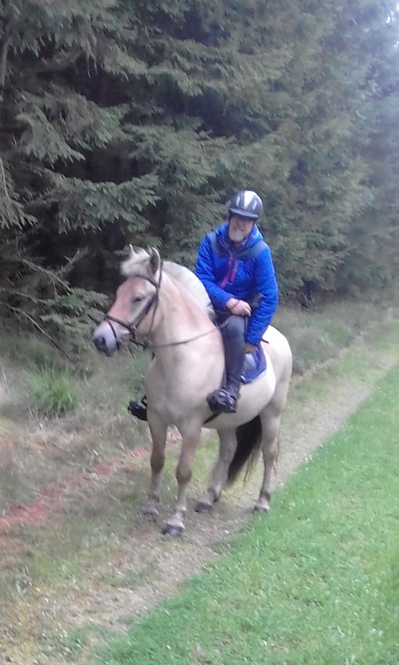 Fjordhest Søndervangs sofus billede 10