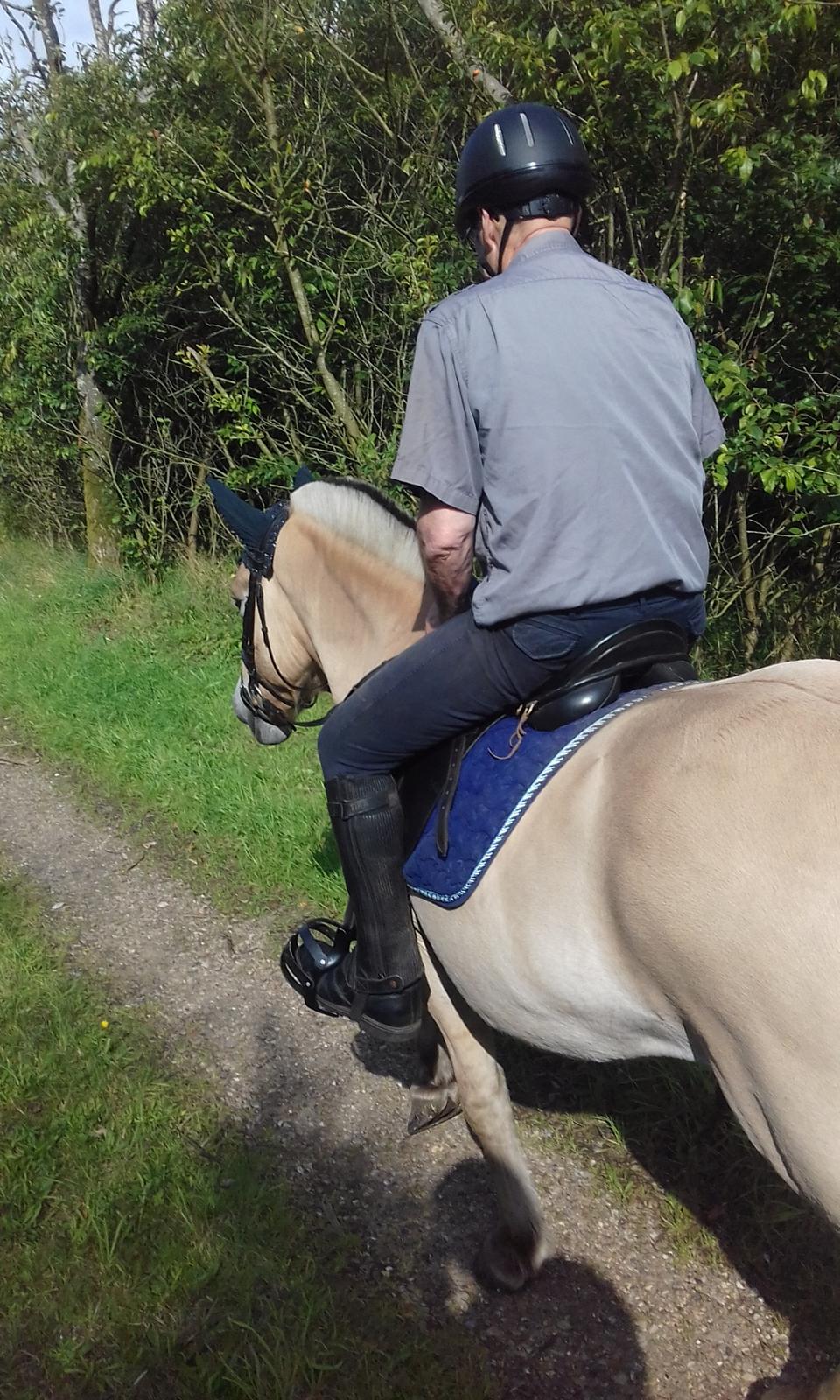Fjordhest Søndervangs sofus billede 11