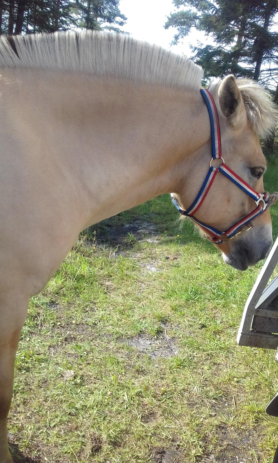 Fjordhest Søndervangs sofus billede 12