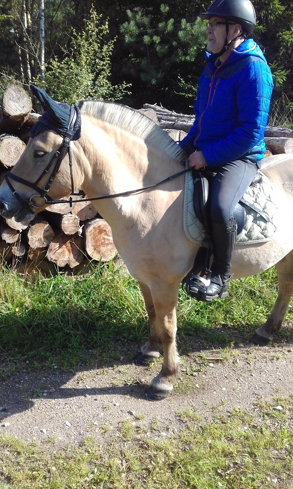 Fjordhest Søndervangs sofus billede 13
