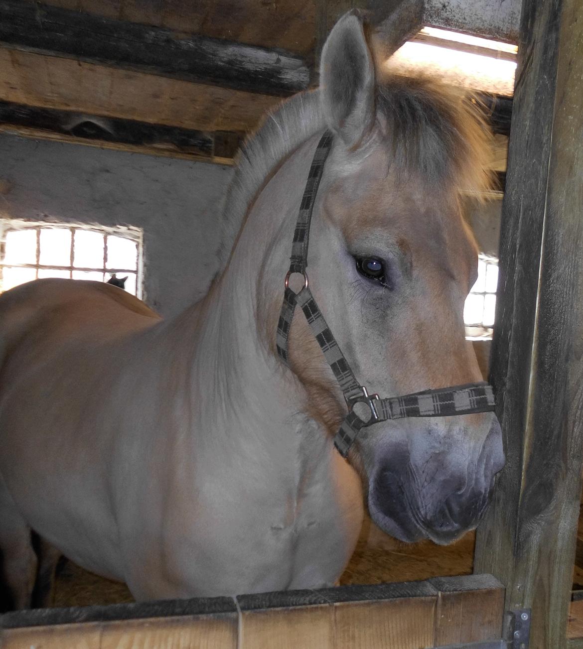 Fjordhest Søndervangs sofus billede 14