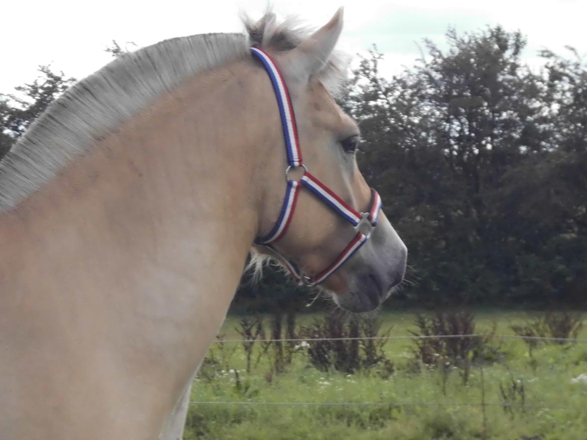 Fjordhest Søndervangs sofus billede 15
