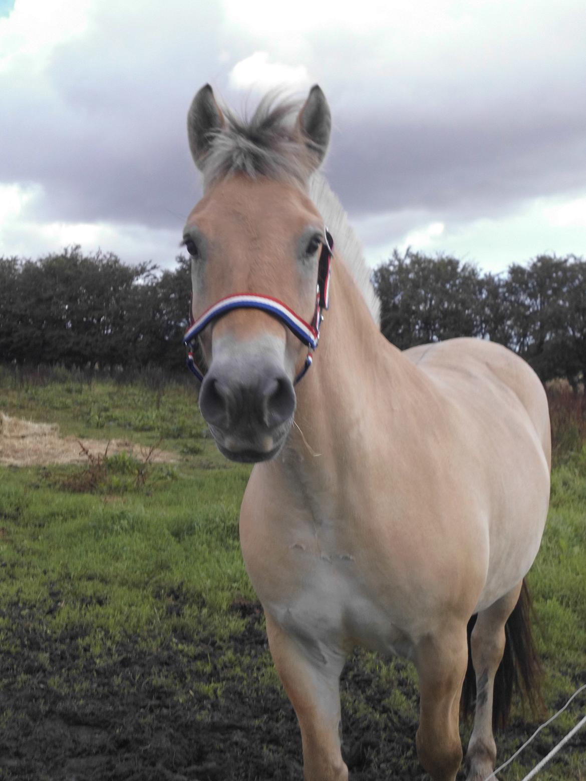 Fjordhest Søndervangs sofus billede 16