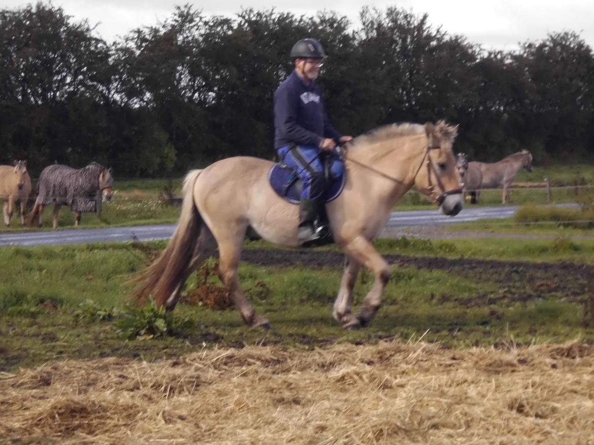Fjordhest Søndervangs sofus billede 17