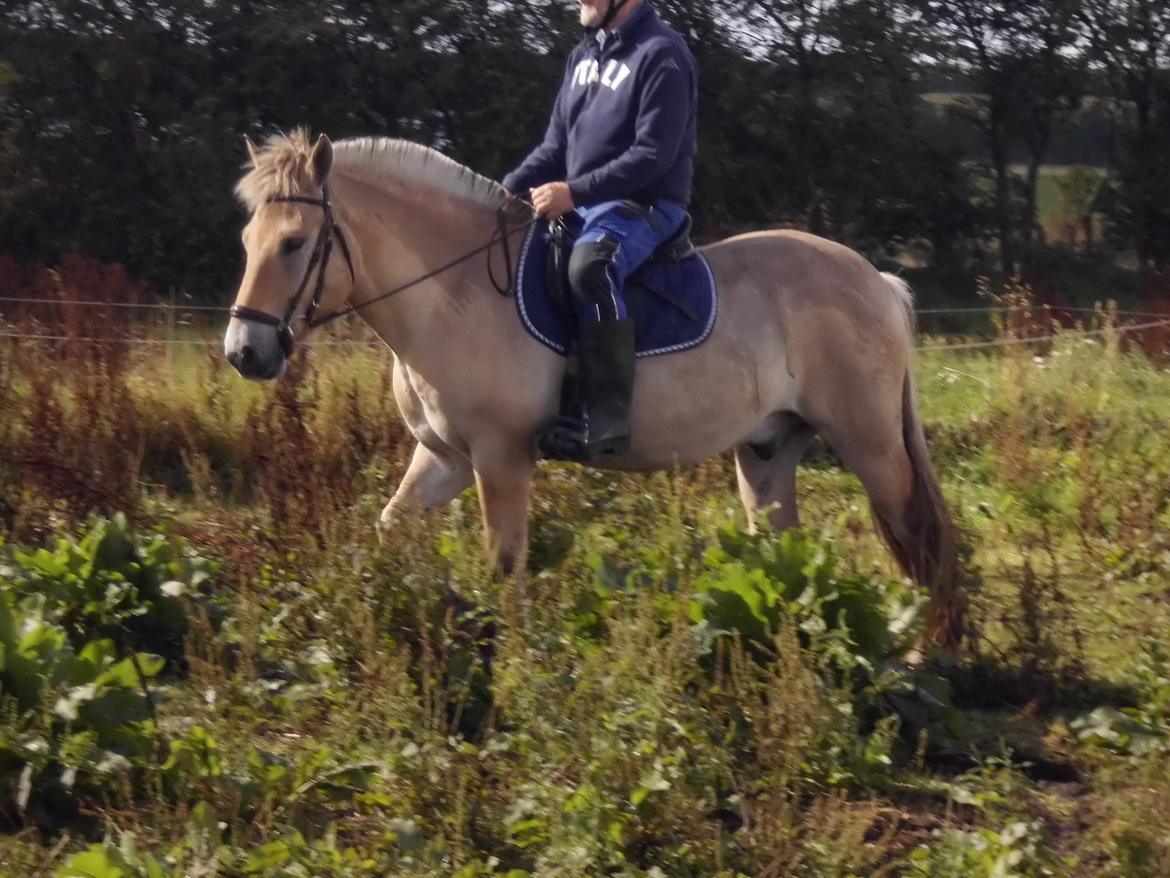 Fjordhest Søndervangs sofus billede 18