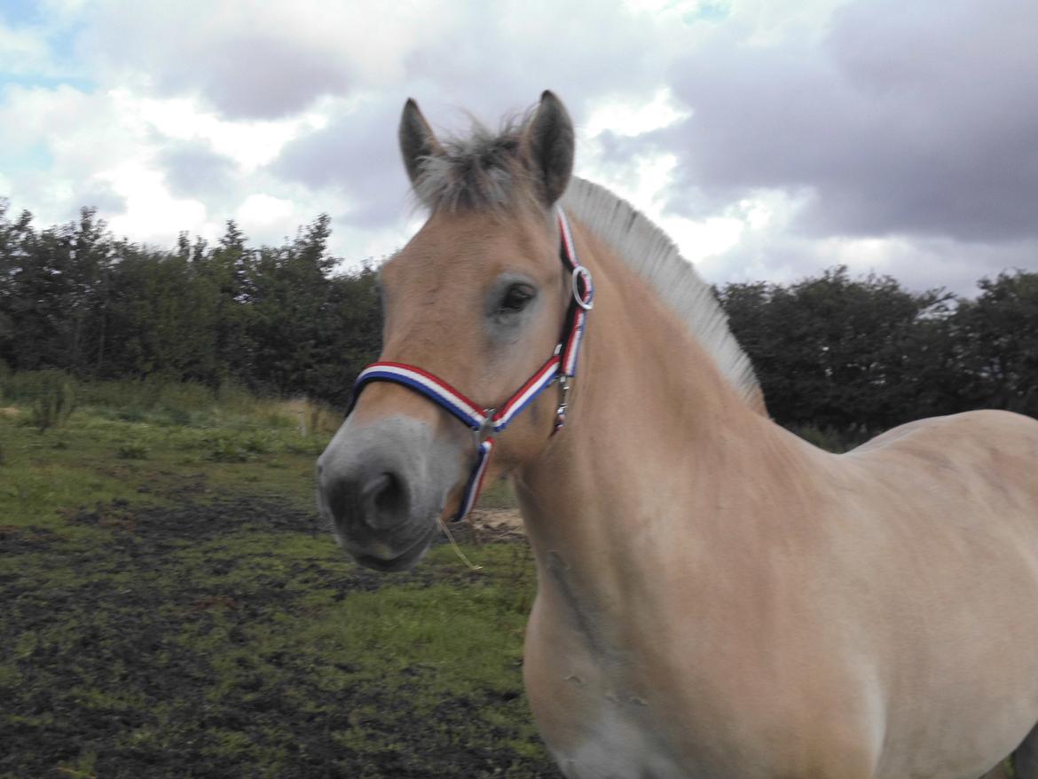 Fjordhest Søndervangs sofus billede 19