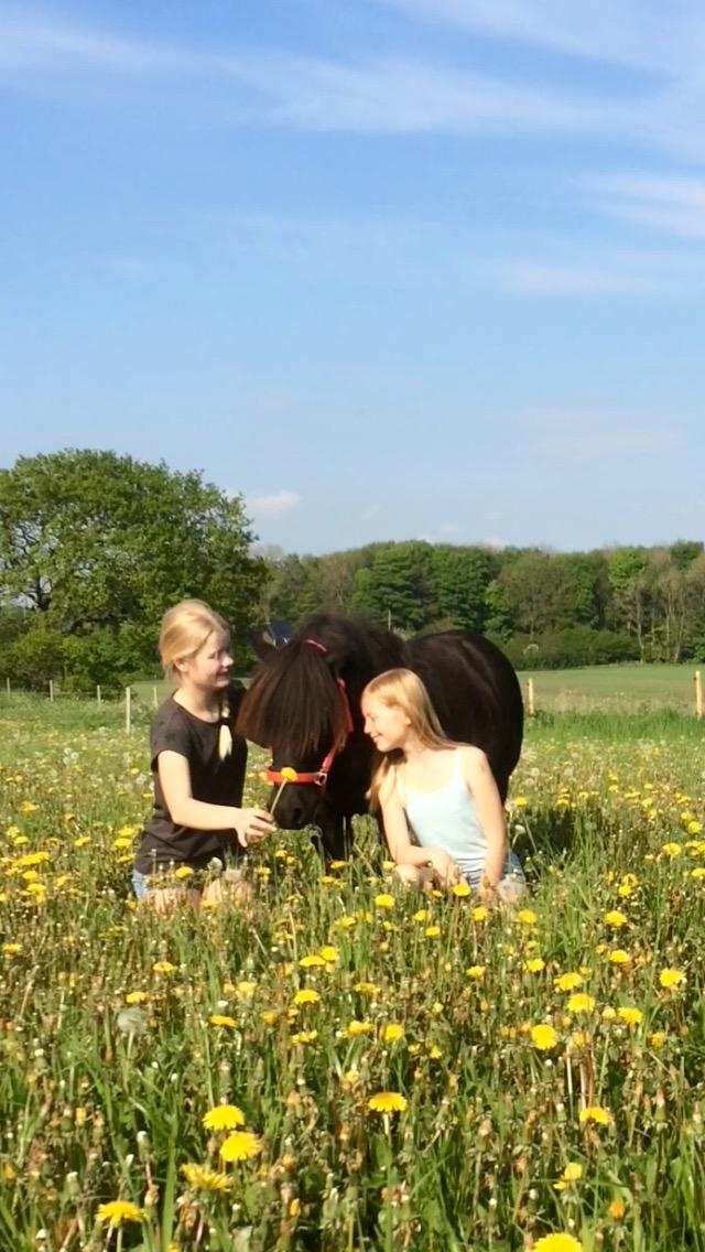 Shetlænder Mill Of Towie Country Lad billede 21