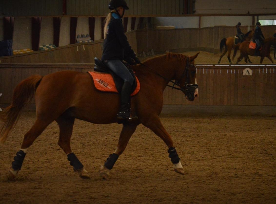 Anden særlig race Milando billede 24