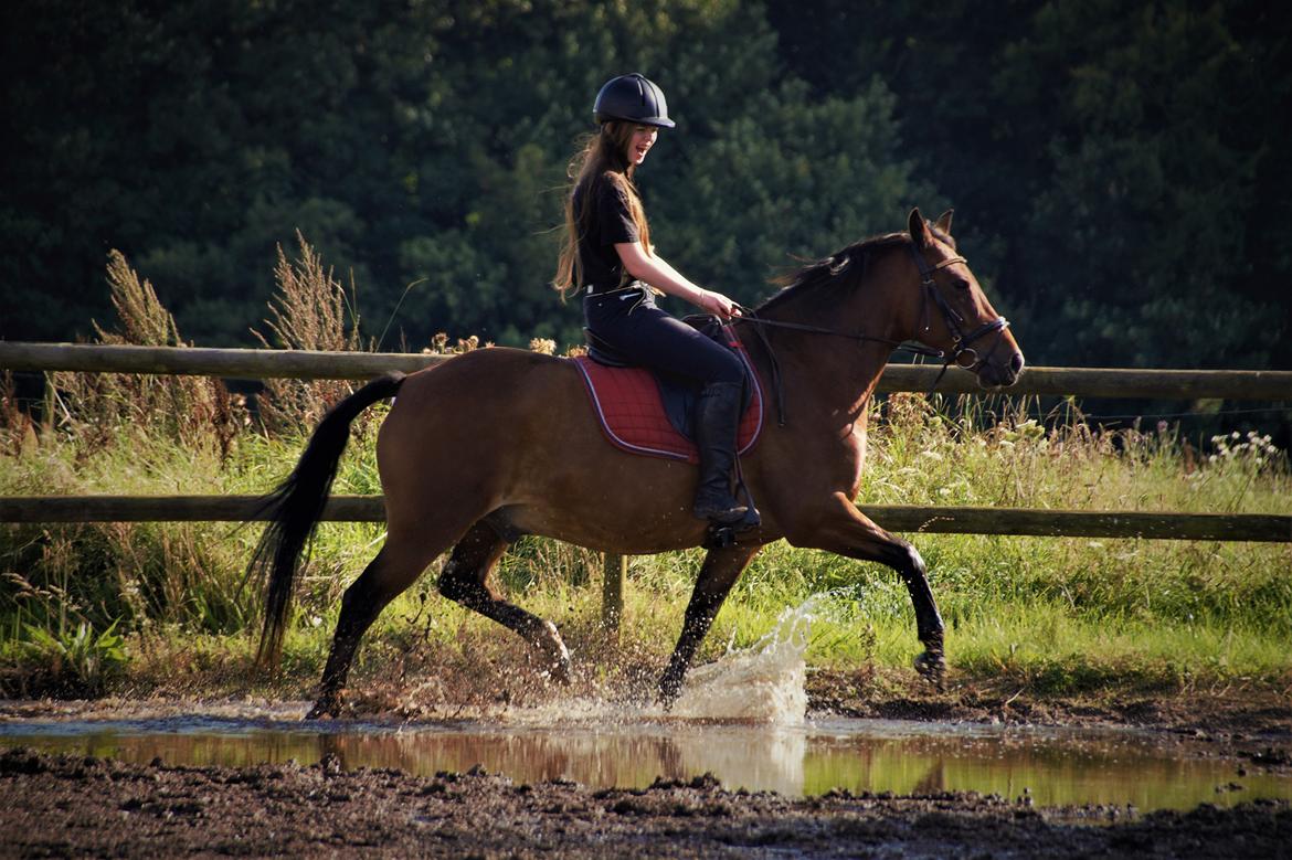 Anden særlig race Wilanó  billede 2