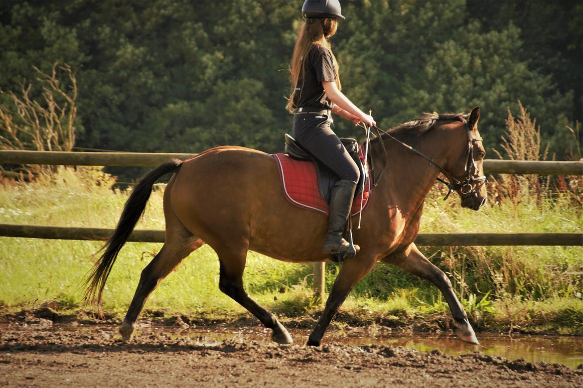 Anden særlig race Wilanó  billede 1