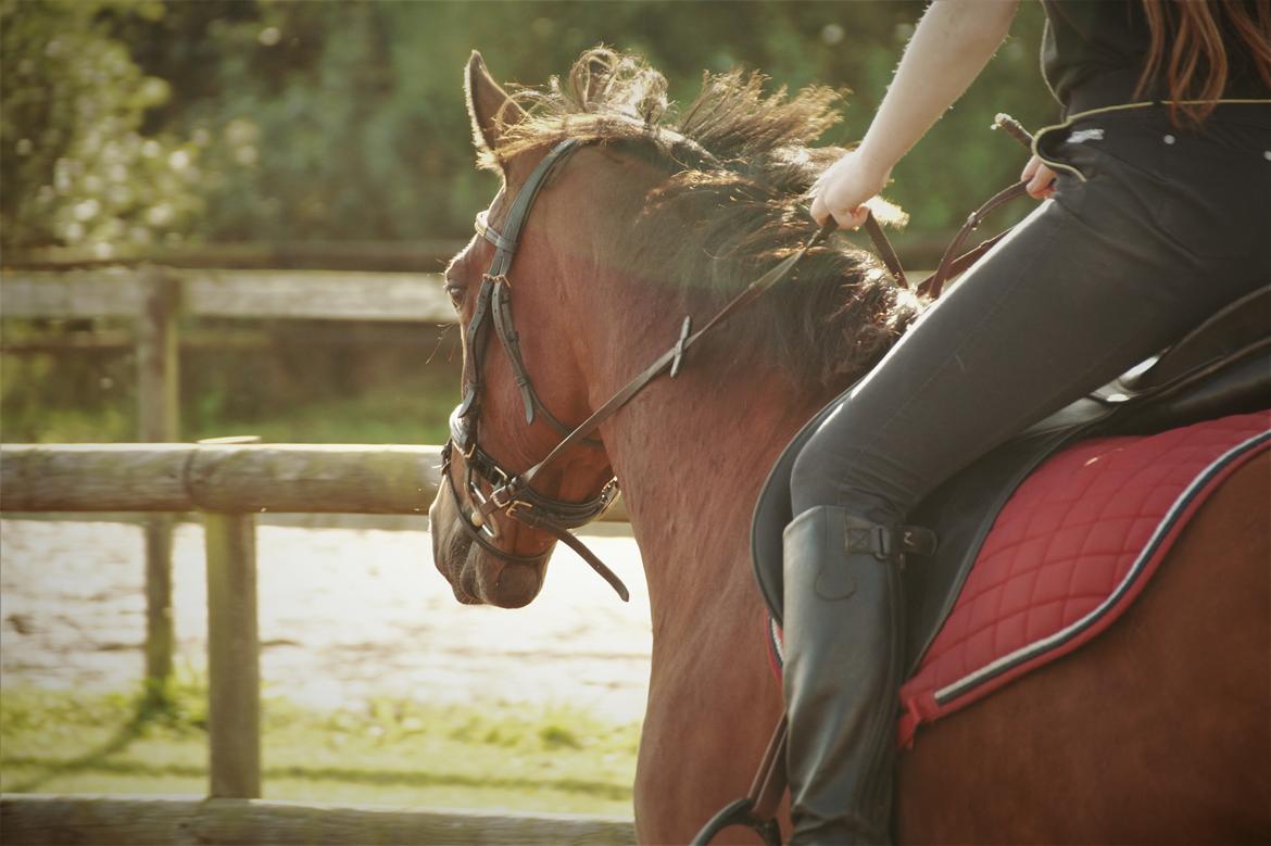 Anden særlig race Wilanó  billede 3