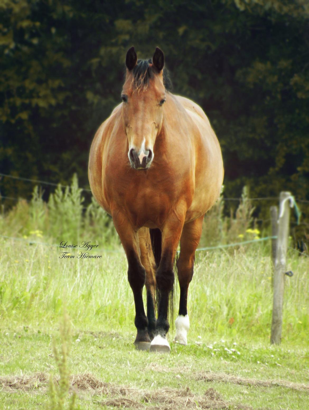 Anden særlig race Wilanó  billede 5