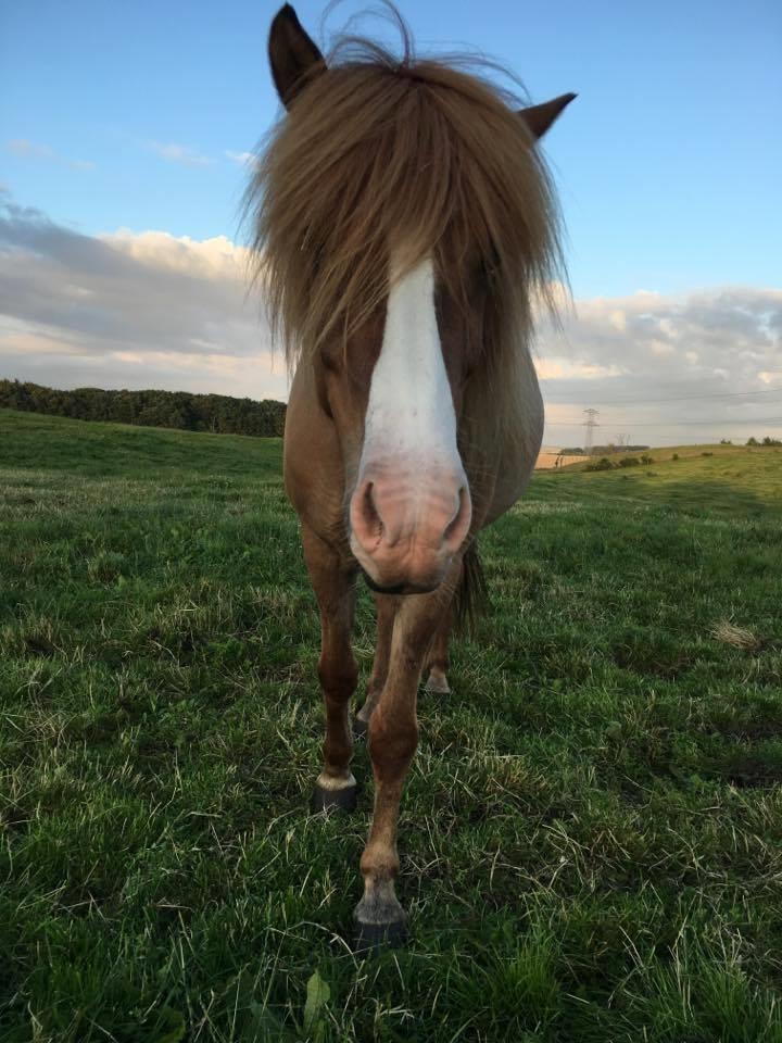 Islænder Emma fra Kalsiggård billede 8