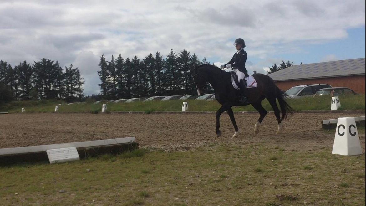 Tysk Varmblod A'kayzia - LA4 til over 65% billede 18