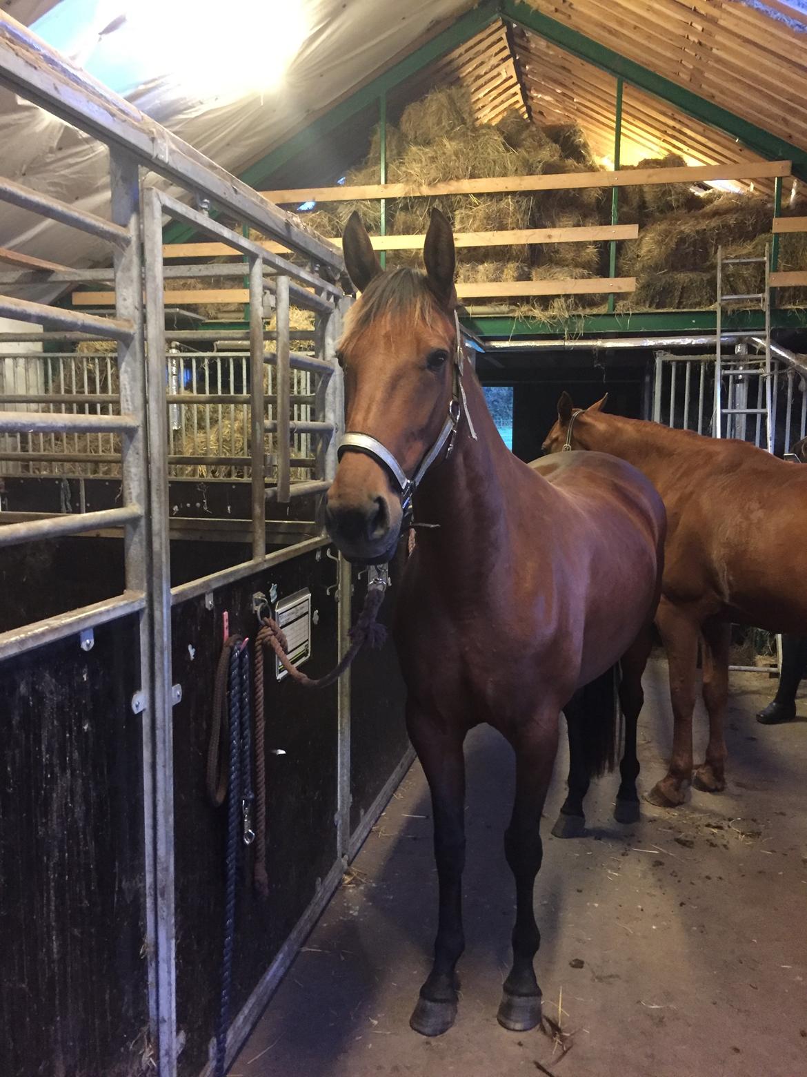 Traver SOLGT*   Bravida Holmsminde billede 1